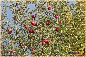 54. Rajd Żubrów | Fot.: Marcin Kaliszka