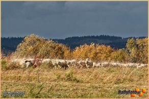 54. Rajd Żubrów | Fot.: Marcin Kaliszka